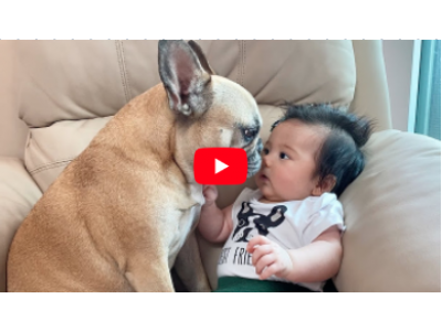 Frenchie Falls in Love with Baby - Video